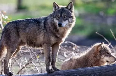 Bruselas Reafirma su Posición: Restricciones Cruciales a la Caza del Lobo Ibérico en España