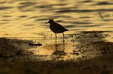 Doñana se Recupera Tras Lluvias, Enfrentando Vulnerabilidad Climática