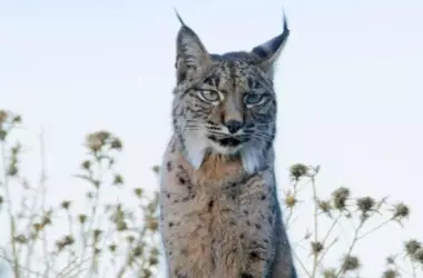 Liberaci￳n de "Wonders": Un S￭mbolo de Esperanza para el Lince Ib￩rico en Lorca