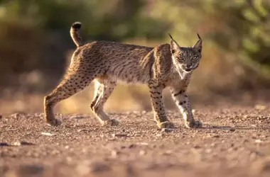 Cazador multado por la muerte de un lince ibérico: Un duro golpe para la conservación en Toledo