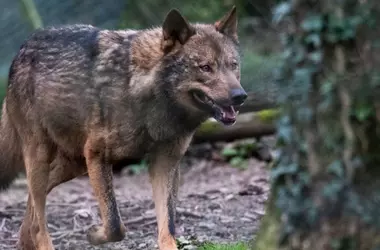 Organizaciones Ecológicas Critican la Reducción de Protección del Lobo en la Unión Europea por Falta de Base Científica