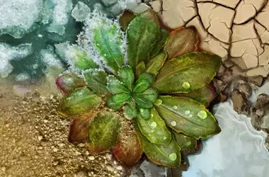 Plantas y Cambio Climático: Adaptación Rápida vs. Límites del Calor Extremo