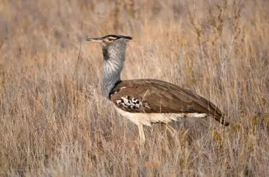 Iniciativa LIFE Agroestepas Ibéricas: Fomento de la Agricultura Sostenible para la Conservación de Aves Esteparias