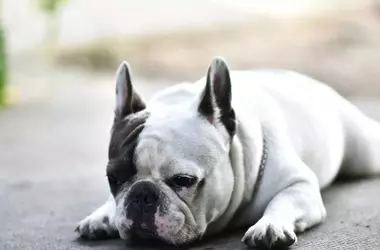 Razas Caninas con Menor Longevidad: Un Estudio Revela Sorprendentes Cifras