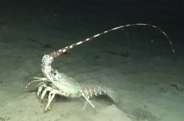 Finalizado el Mapeo Submarino del Parque Nacional de Cabrera por el IEO