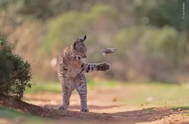 Lince Ibérico Juguetón Gana Prestigioso Premio de Fotografía de Naturaleza