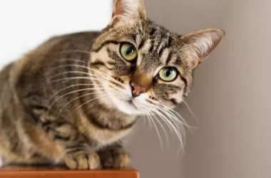 Cuidar a tu Gato: Un Equilibrio entre el Hogar y la Aventura al Aire Libre