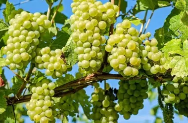 Prácticas de Acolchado Orgánico en Viñedos Fomentan la Biodiversidad del Suelo y Contienen su Degradación