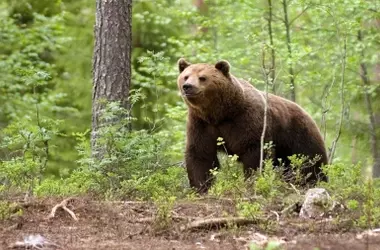 Asturias Refuerza la Protección del Oso Pardo con Informadores Ambientales