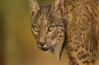 Un Lince Ibérico Revela Estrategias Sorprendentes de Supervivencia ante el Calor Extremo