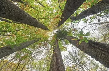 Castilla y León Impulsa la Bioeconomía Forestal y el Desarrollo Rural con Cesefor