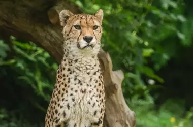 Éxito en la COP15 de Brasil: 40 nuevas especies migratorias bajo protección global