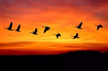 Bonn será la sede de la COP16 sobre aves migratorias en 2029, conmemorando el 50 aniversario del tratado internacional