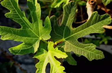 La Higuera en tu Jardín: ¿Un Refugio para Serpientes o un Mito Alarmista?