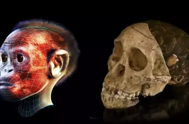 Descubrimiento en Egipto redefine el origen de los simios modernos