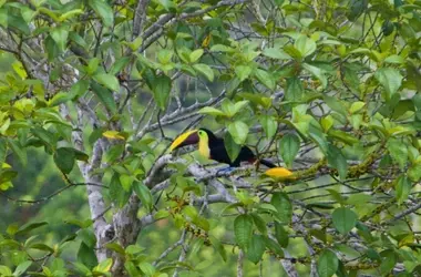 Aves Frugívoras Grandes: Guardianas Esenciales de la Regeneración Forestal