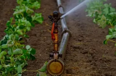 Seguridad en la Agricultura: El Uso de Aguas Regeneradas Respaldado por Ingenieros Agrónomos Frente a la Sequía