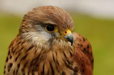 Cernícalos Primilla Vuelven a Daimiel, Confirmando la Salud de la Especie y el Éxito Migratorio