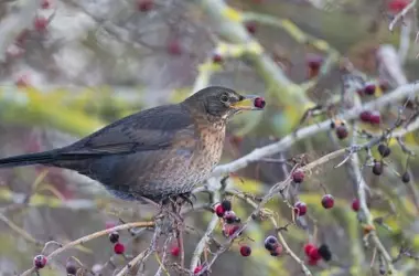 Las aves frugívoras: Guardianas esenciales de los bosques y su biodiversidad