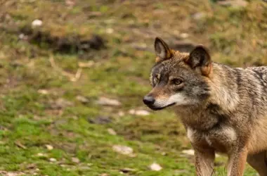 La Verdadera Cifra del Lobo Ibérico: Un Estudio Revela que la Población Podría Estar Sobreestimada hasta en un 60%