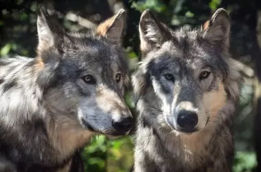 El Lobo Ibérico en Castilla-La Mancha: Urge un Plan de Recuperación Ante la Amenaza de Extinción
