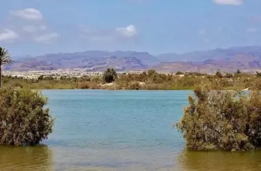 La Charca de Maspalomas Revitalizada: Resurgimiento de la Biodiversidad Tras Reciente Fenómeno Natural