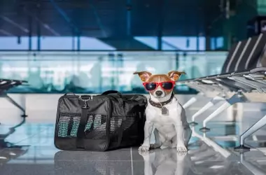 Impacto del período vacacional en el bienestar de las mascotas: un análisis experto