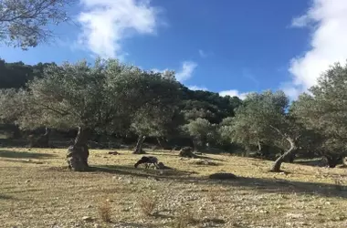 Mallorca fomenta la biodiversidad en olivares con nidos para el control natural de plagas
