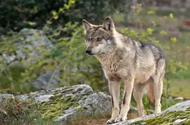 Aumento del Lobo Ibérico en Geoparque de Las Loras Reaviva Debate con la Ganadería