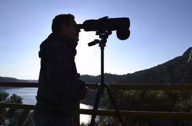 Migración Aviar en el Estrecho de Gibraltar: Un Flujo de Vida Alado