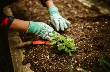 Plantas aromáticas: aliadas naturales para controlar plagas y roedores en tu jardín