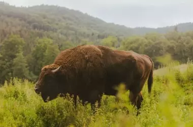 Los bisontes europeos como ingenieros naturales en los Cárpatos: un estudio revela un aumento del 30% en la vegetación y la captura de carbono