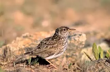 España: Un Santuario Global para la Observación de Aves Migratorias