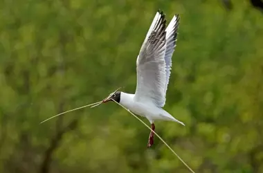 Gaviotas Reidora: Migración Invernal a Madrid desde Europa del Norte