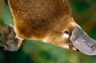Un Misterio Evolutivo: El Ornitorrinco y los Melanosomas Aviares en su Pelaje