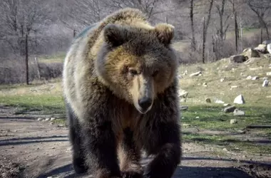 El calor extremo frena la actividad de los osos pardos cantábricos