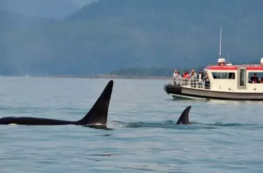 Orcas en España: Cambios en las Interacciones con Embarcaciones