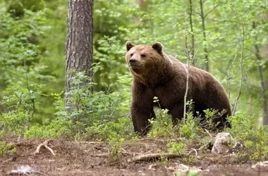 El Oso Pardo Cantábrico y el Impacto del Cambio Climático: Un Estudio Revelador