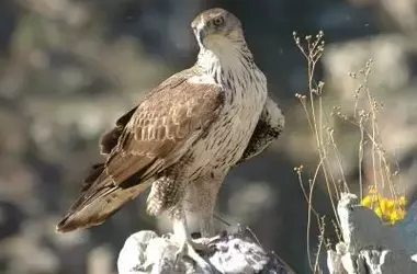 La Preocupante Situación del Águila Perdicera en Castilla y León: Recuperación Frágil ante Amenazas Latentes