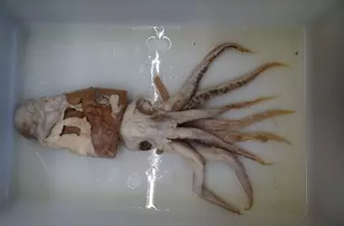 Calamar de Poseidón: Un hallazgo español entre las diez criaturas marinas más fascinantes