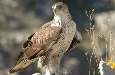 El Águila Perdicera en Castilla y León: Recuperación Frágil y Amenazas Persistentes en 2025