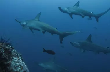 Alarmante Disminución de Especies Migratorias: Un Llamado Urgente a la Acción Global Post-COP15