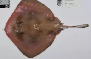 Explorando lo Desconocido: Descubrimientos de Biodiversidad de Calamares Profundos a Plantas Amazónicas y Tiburones Australianos