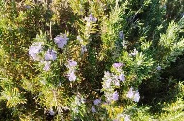 Las Plantas Mimosa Pudica Revelan una Sorprendente Capacidad Cognitiva para "Contar" Eventos
