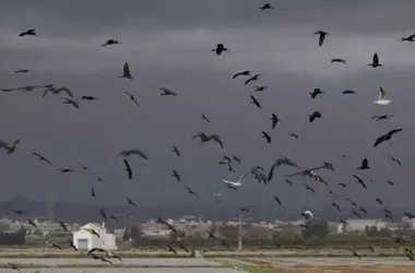 La Población Invernal de Aves Acuáticas en La Albufera de Valencia Florece Tras la DANA de 2024