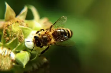 Avance zoológico: Descubren dieta para abejas que multiplica colonias por 15