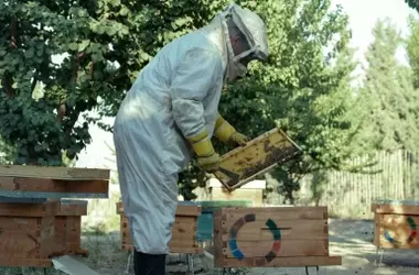 Murcia: Aumento del 30% en Ayudas para la Apicultura y Protección de la Biodiversidad en el Marco de la PAC 2026
