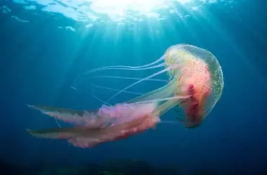 Científicos de Vigo Logran Criopreservar Larvas de Medusa, un Hito en la Biología Marina