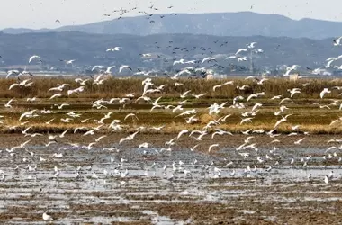 Aumento histórico de aves acuáticas en la Albufera de Valencia: un éxito de recuperación ambiental