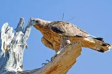 Un hito para la fauna: El águila de Bonelli se reproduce en Guara impulsando la recuperación en Aragón